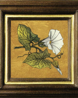 K_Zaunwinde
